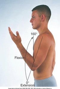 Elbow flexion and extension