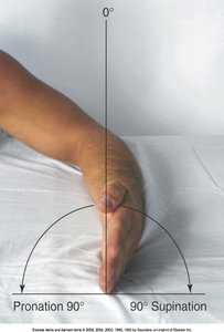 Elbow pronation and supination