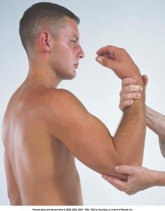 Elbow muscle testing