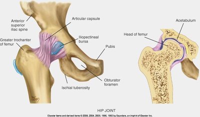 Hip joint anatomy