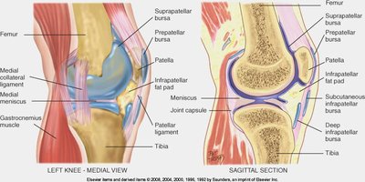 Knee joint anatomy