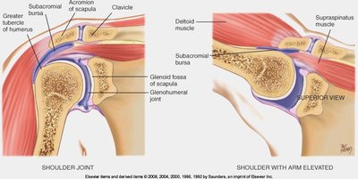Shoulder joint anatomy
