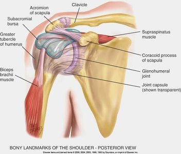 Posterior view of shoulder anatomy