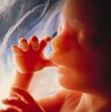 Fetal heart anatomy