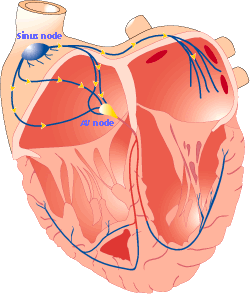 Heart electrical conduction system