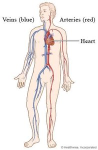 Diagram of the human cardiovascular system showing veins (blue), arteries (red), and the heart