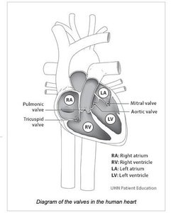 Diagram of the heart showing valves and chambers