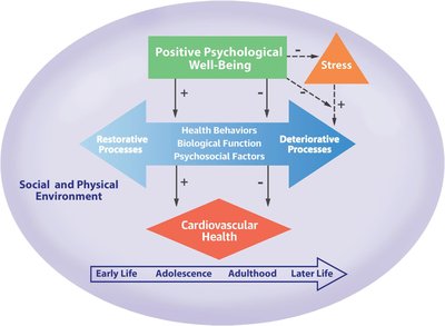 Model showing the relationship between positive psychological well-being and cardiovascular health