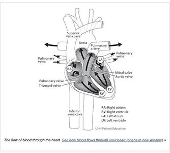 Diagram showing the flow of blood through the heart's chambers and valves