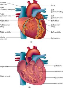 Anatomy of the heart showing coronary arteries and chambers