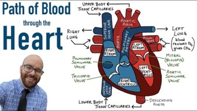 Diagram showing the path of blood through the heart