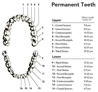 Diagram of permanent teeth and eruption ages