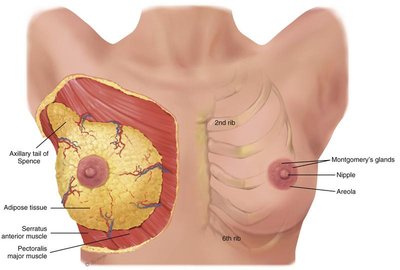 Anatomy of the breast showing tissue, muscles, and labeled structures