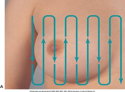 Grid pattern for breast palpation