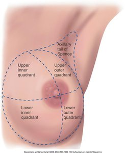 Breast quadrants and axillary tail of Spence