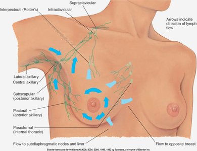Lymphatic drainage of the breast