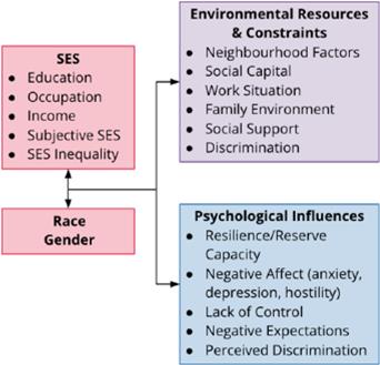 Pathways from SES to health outcomes