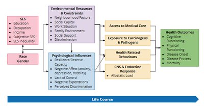 Life course model linking SES to health outcomes
