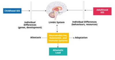 Neurobiological pathways affected by SES