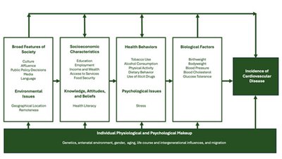 Cardiovascular disease framework
