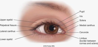 Chalazion and hordeolum (stye)
