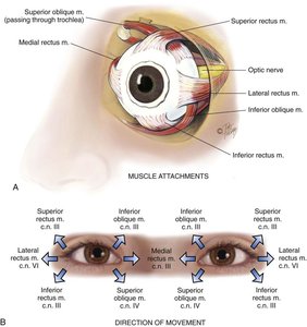 Extraocular muscle anatomy and movement directions