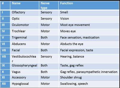 Cranial nerves table