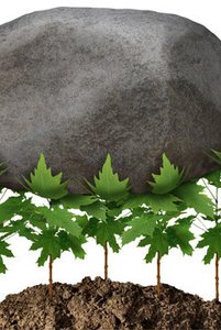 Barrier over plants, symbolizing limitations and challenges