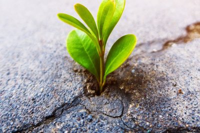 Plant growing through concrete, symbolizing resilience and adaptation