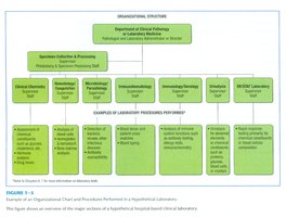 Organizational chart of laboratory departments