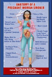 Anatomy of a pregnant woman smoker