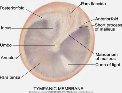 Labeled diagram of the normal tympanic membrane