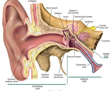 Anatomy of the ear showing external, middle, and inner ear structures