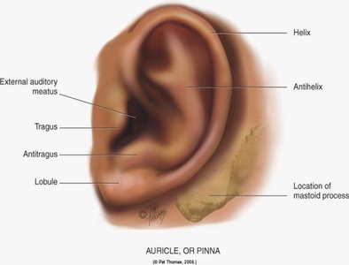 Labeled diagram of the auricle (pinna) and its anatomical landmarks
