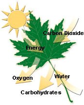 Photosynthesis and carbohydrate formation