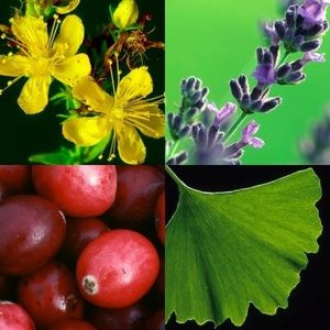 Examples of medicinal herbs and botanicals