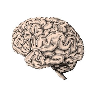 Illustration of a human brain, representing cognitive processes in behaviour change