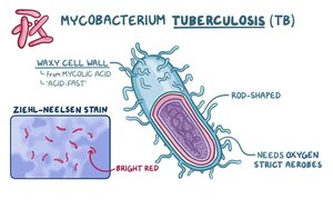 Mycobacterium tuberculosis structure and staining