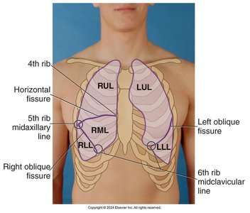 Lobes of the lungs, posterior view