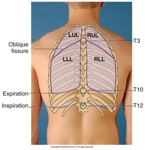 Lobes of the lungs, lateral view