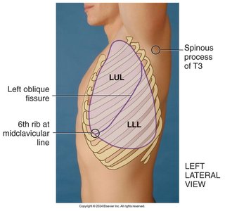 Lobes of the lungs, right lateral view