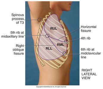 Palpation for symmetrical chest expansion, posterior