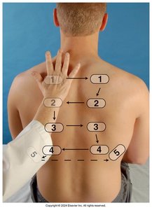 Percussion sequence, posterior chest