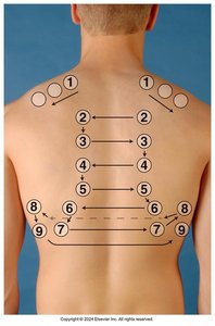 Expected percussion notes, posterior chest
