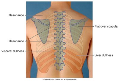 Auscultation sequence, posterior chest