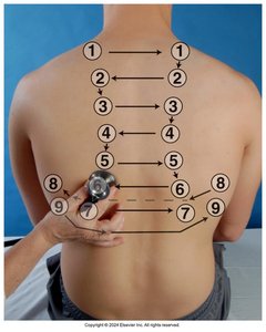 Normal locations of breath sounds, posterior chest