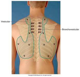 Normal breath sound locations, posterior chest