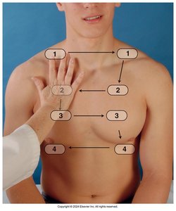Auscultation sequence, anterior chest