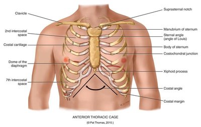 Anterior thoracic cage with labeled landmarks