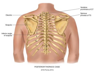 Posterior thoracic cage with labeled landmarks